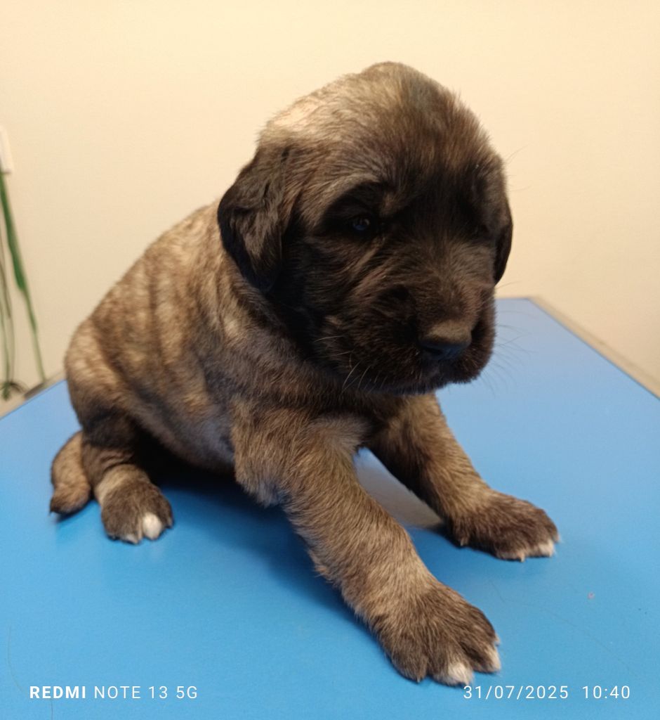 du Domaine de Sara - Chiots disponibles - Berger Kangal