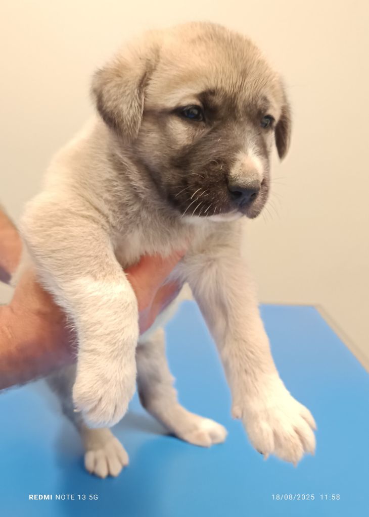 du Domaine de Sara - Chiots disponibles - Berger Kangal