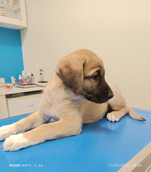 du Domaine de Sara - Chiots disponibles - Berger Kangal