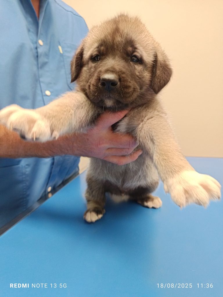du Domaine de Sara - Chiots disponibles - Berger Kangal