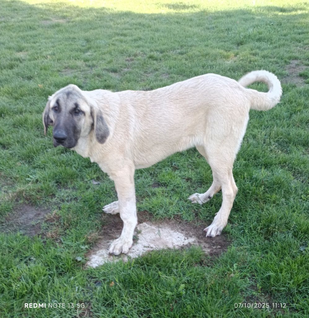 du Domaine de Sara - Chiots disponibles - Berger Kangal