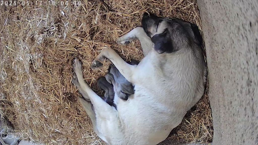 du Domaine de Sara - Berger Kangal - Portée née le 16/05/2025