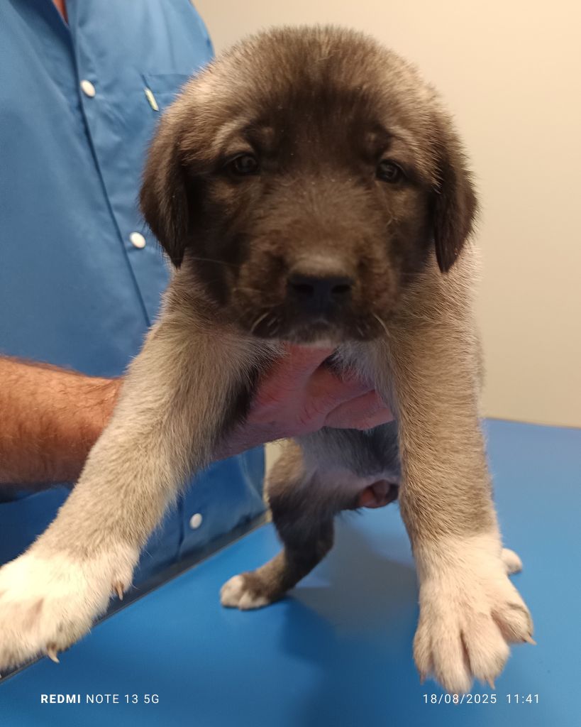 du Domaine de Sara - Chiots disponibles - Berger Kangal