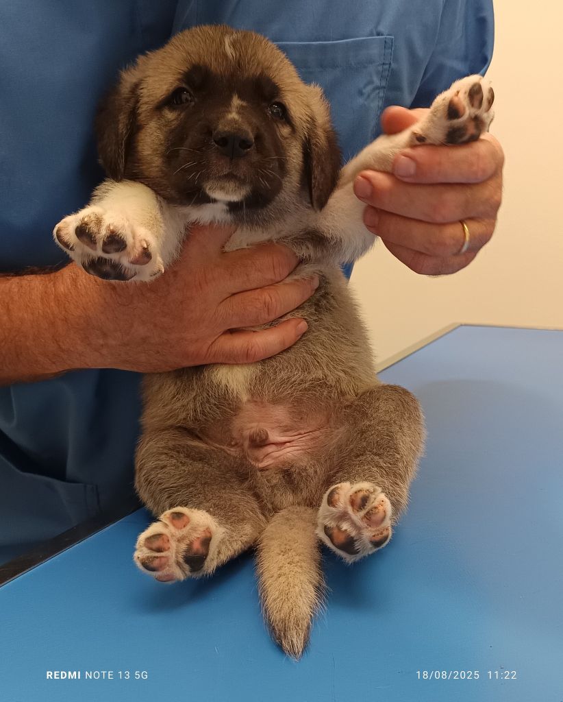 du Domaine de Sara - Chiots disponibles - Berger Kangal