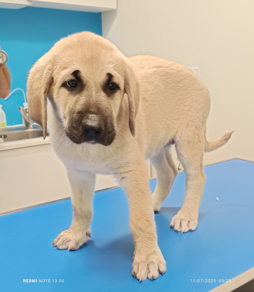 du Domaine de Sara - Chiots disponibles - Berger Kangal