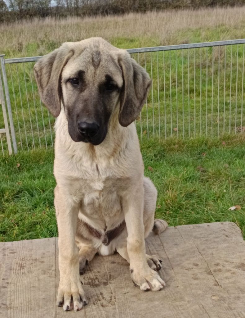 du Domaine de Sara - Chiots disponibles - Berger Kangal