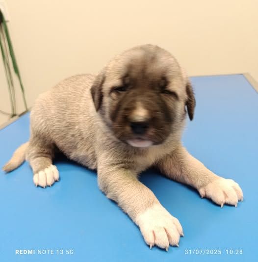 du Domaine de Sara - Chiots disponibles - Berger Kangal