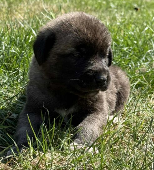 du Domaine de Sara - Chiots disponibles - Berger Kangal