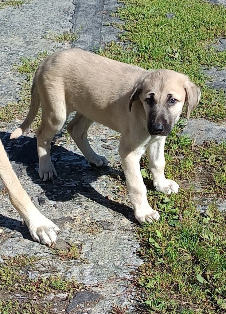 du Domaine de Sara - Chiots disponibles - Berger Kangal