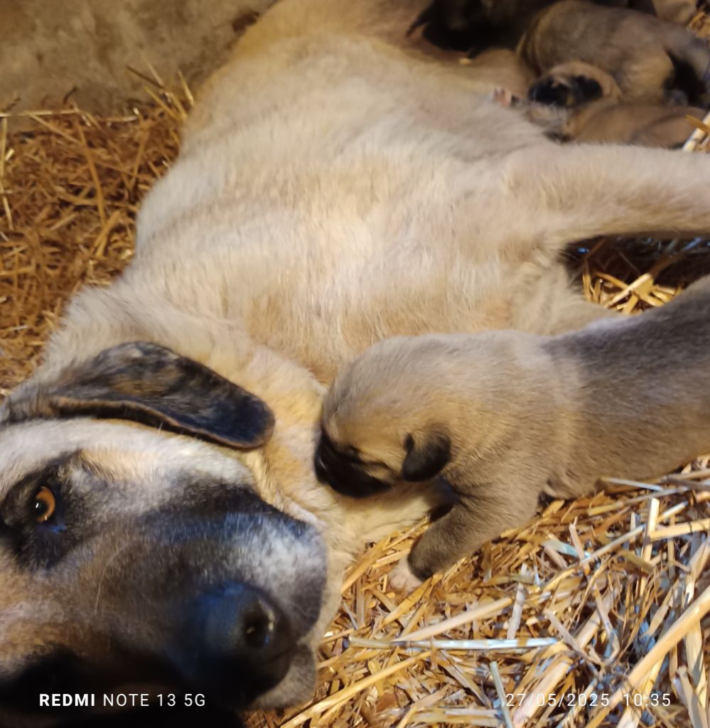 du Domaine de Sara - Berger Kangal - Portée née le 16/05/2025