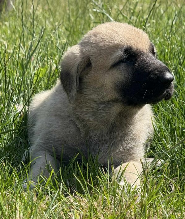 du Domaine de Sara - Chiots disponibles - Berger Kangal