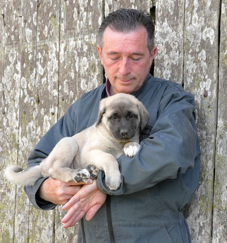 du Domaine de Sara - Chiots disponibles - Berger Kangal